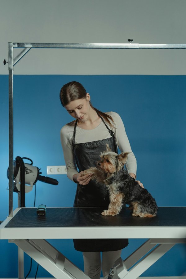 Les essentiels de l'équipement industriel pour vétérinaires